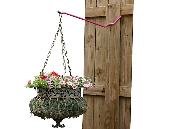 Lifestyle - Hot Flamingo